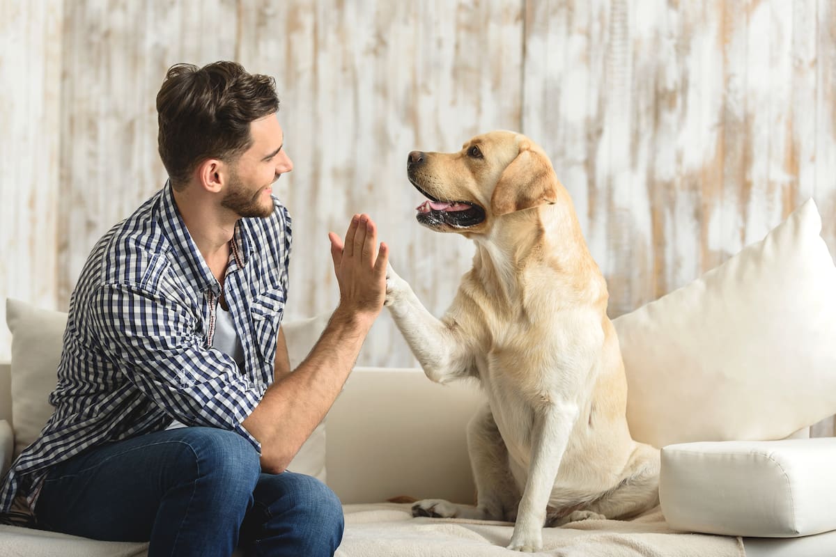 Los personificamos tanto como podemos, y ellos sienten toda clase de emociones. Pero nunca tu perro te va a decir que tiene un pronlema