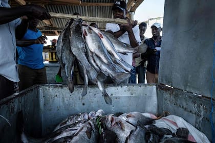 Los pescadores arrojan las percas del Nilo a una caja de almacenamiento