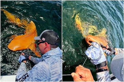 Los pescadores capturaron un raro tiburón naranja y luego de tomarle fotos lo liberaron de nuevo al mar