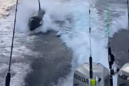 Los pescadores filmaron el momento en el que la orca los empieza a acechar.