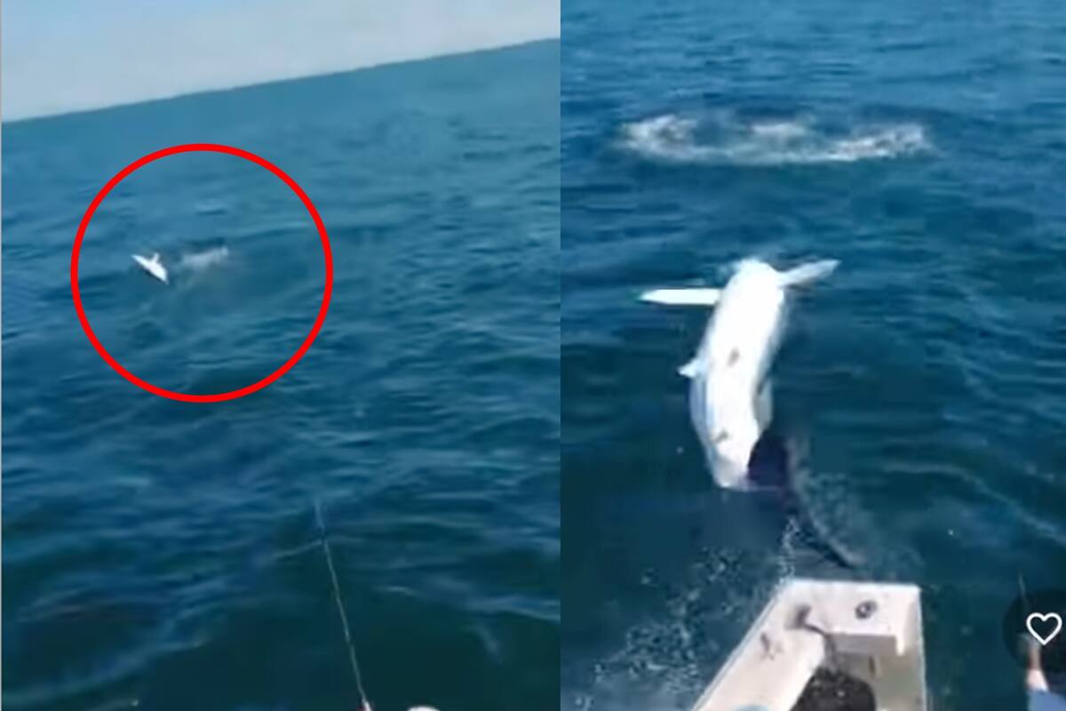 Los pescadores llevan décadas dedicándose a lo mismo pero jamás les había ocurrido que un tiburón saltara a su bote