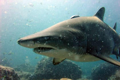 Los pescadores quisieron ofrecerle la quijada del tiburón que la había atacado, pero ella se negó