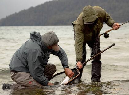 Los pescadores son hábiles y veloces en la técnica de devolución de los salmónidos, de manera de no herirlos, y que puedan ser pescados nuevamente.