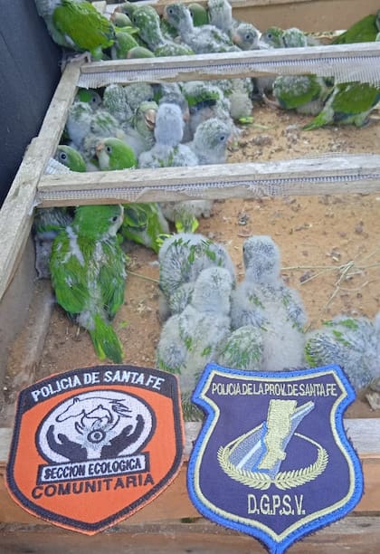 Los pichoncitos estaban hacinados