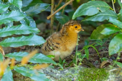 Los pichones de los primeros ejemplares reinsertados nacieron en febrero de 2021