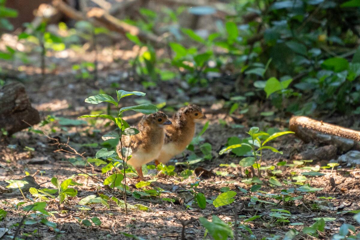 Los pichones nacieron en el marco del proyecto de reinserción del muitú en Iberá