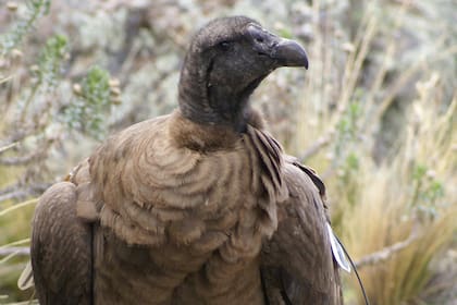 Los pichones tiene otro color de plumaje y todavía no tienen el cuello blanco como los ejemplares adultos