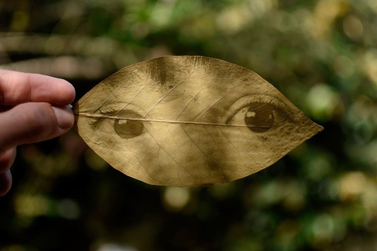Los pigmentos y la sensibilidad a la luz de las plantas le sirvieron a Fede Ruiz Santaesteban para crear las Revelaciones del jardín mágico