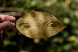 Los pigmentos y la sensibilidad a la luz de las plantas le sirvieron a Fede Ruiz Santaesteban para crear las Revelaciones del jardín mágico