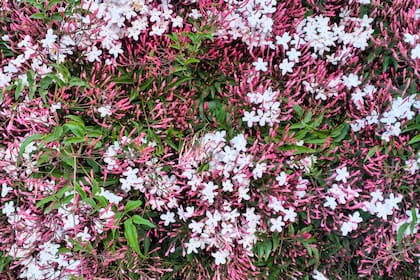 Los pimpollos rosados del jazmín y ya algunas flores abiertas, con su perfume característico, que se intensifica por las noches