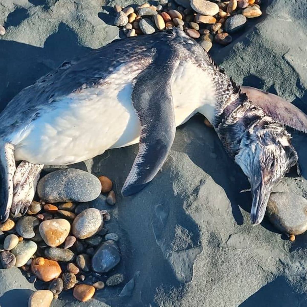 Aparecieron pingüinos muertos en la Patagonia: alerta de organizaciones ambientalistas - LA NACION