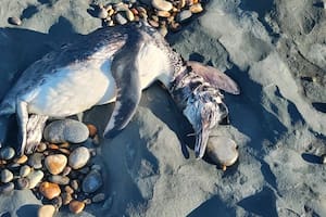 Aparecieron pingüinos muertos en la Patagonia: alerta de organizaciones ambientalistas