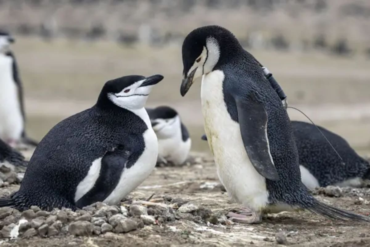 Los pingüinos barbijo reciben su nombre de un fino anillo de plumas que les recorre de oreja a oreja