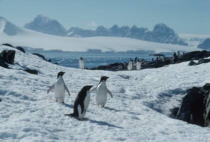 Los pingüinos de Magallanes son una especie catalogada como "casi amenazada".