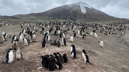 Los pingüinos de Zavodovski anidan a la sombra de un volcán activo