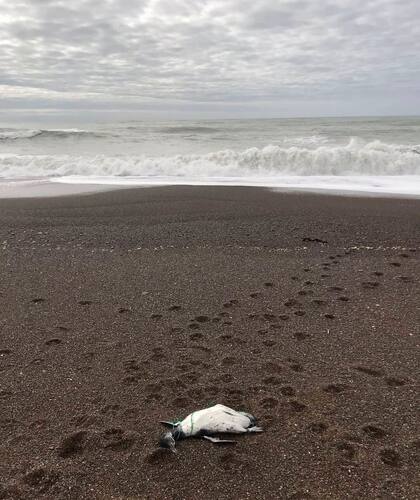Los pingüinos estaban esparcidos por la costa de Playa Unión