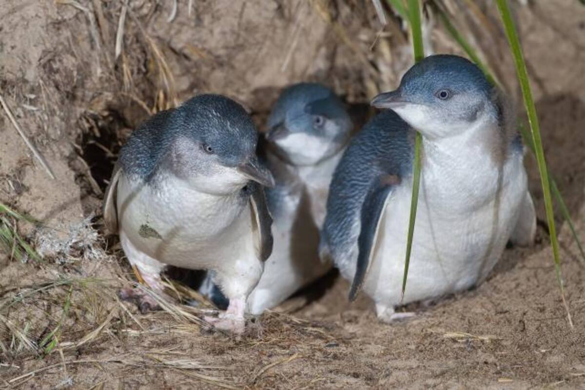 Los pingüinos korora son la especia más pequeña del mundo