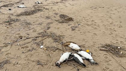 Los pingüinos que aparecieron muertos en julio tenían menos de un año
