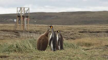Los pingüinos rey no construyen nidos. Equilibran el único huevo sobre sus patas y lo cubren con un pliegue de piel abdominal