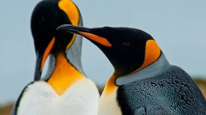 Los pingüinos rey pueden sumergirse a profundidades de hasta 300 metros durante el día para buscar peces y calamares
