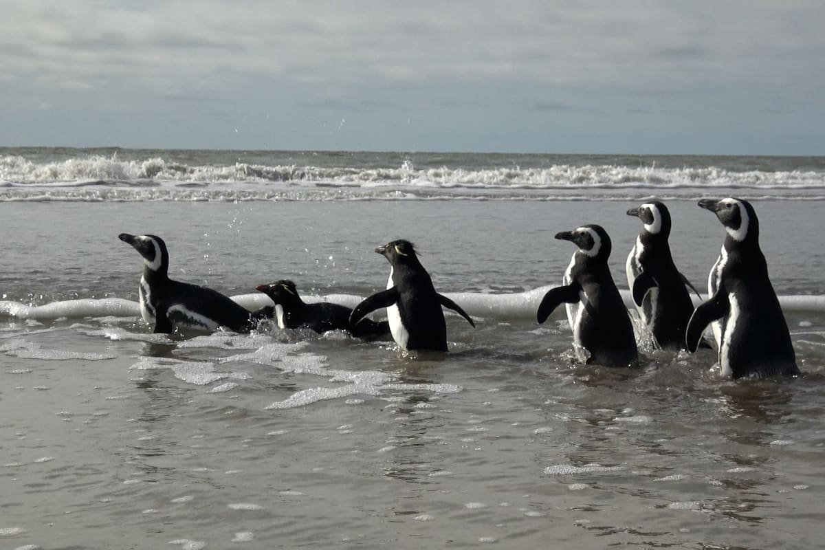 Los pingüinos saltarines están en estado de peligro por el cambio climático
