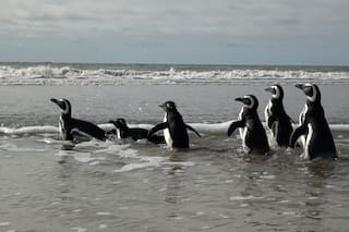 Seis pingüinos contaminados con petróleo fueron rescatados y volvieron al mar