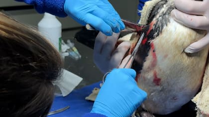 Los pingüinos se encontraban heridos antes de su rehabilitación