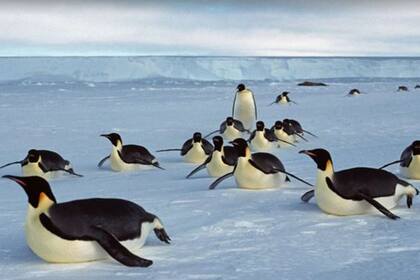 "Los pingüinos son indicadores perfectos de la salud de los océanos", señaló el científico en su discurso