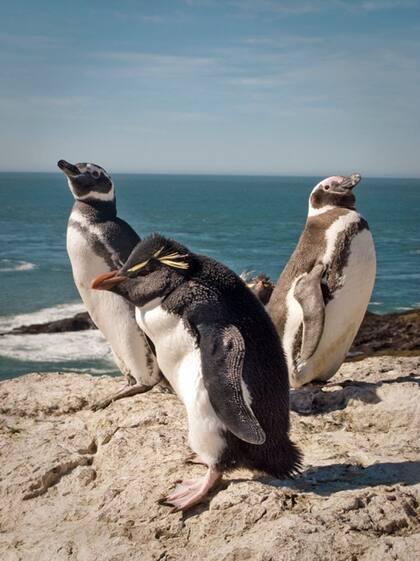 Los pingüinos son los verdaderos dueños del lugar