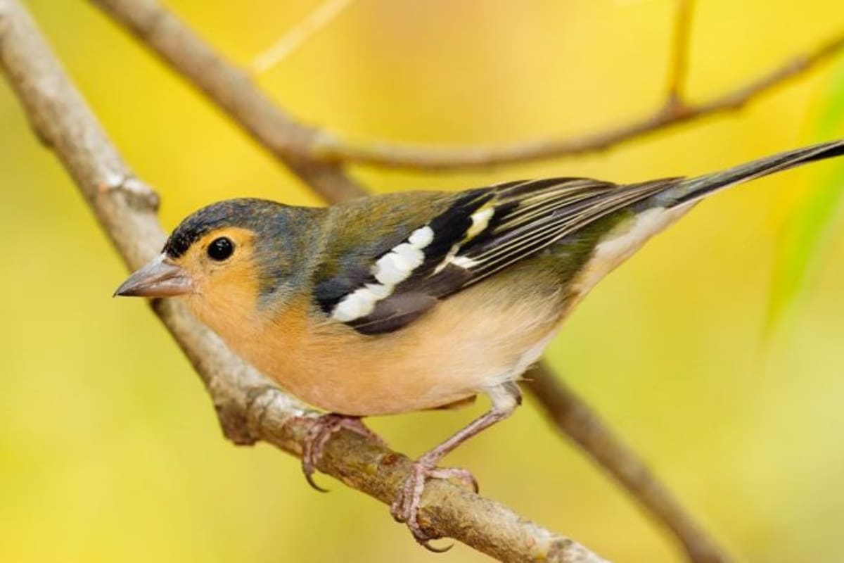 Los pinzones, como este pinzón vulgar de Gran Canaria ('Fringilla canariensis bakeri'), se usan como modelo para estudiar la evolución de las especies