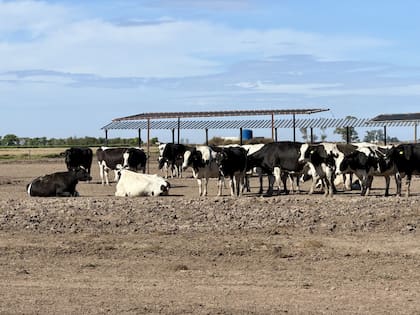Los piquetes también deben contar con sombra, que se debe proporcionar con una base de cálculo de 4 m² por vaca