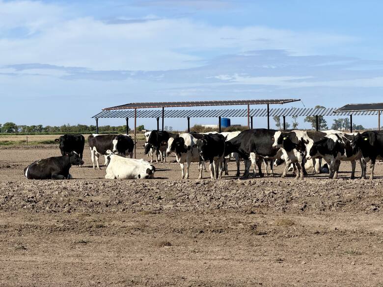 De 120 vacas a un modelo de alta eficiencia: la historia de los Monzoni