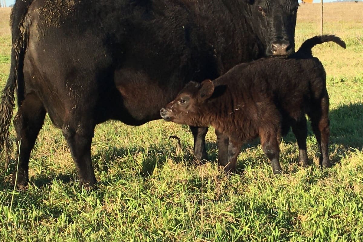 Los planteos se basan en la alimentación pastoril de los animales, con participación de la suplementación con grano solo en situaciones extremas