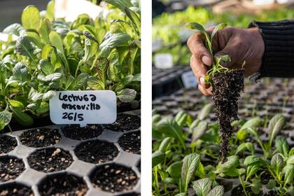 Los plantines que luego pasan a la huerta
