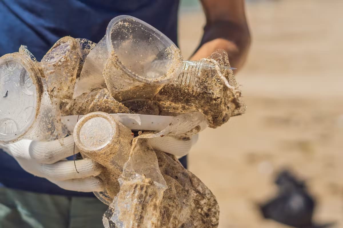 Los plásticos presentes en el medio marino también pueden ser usados por numerosos organismos que necesitan vivir fijados a una superficie