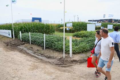 Los plots de los semilleros