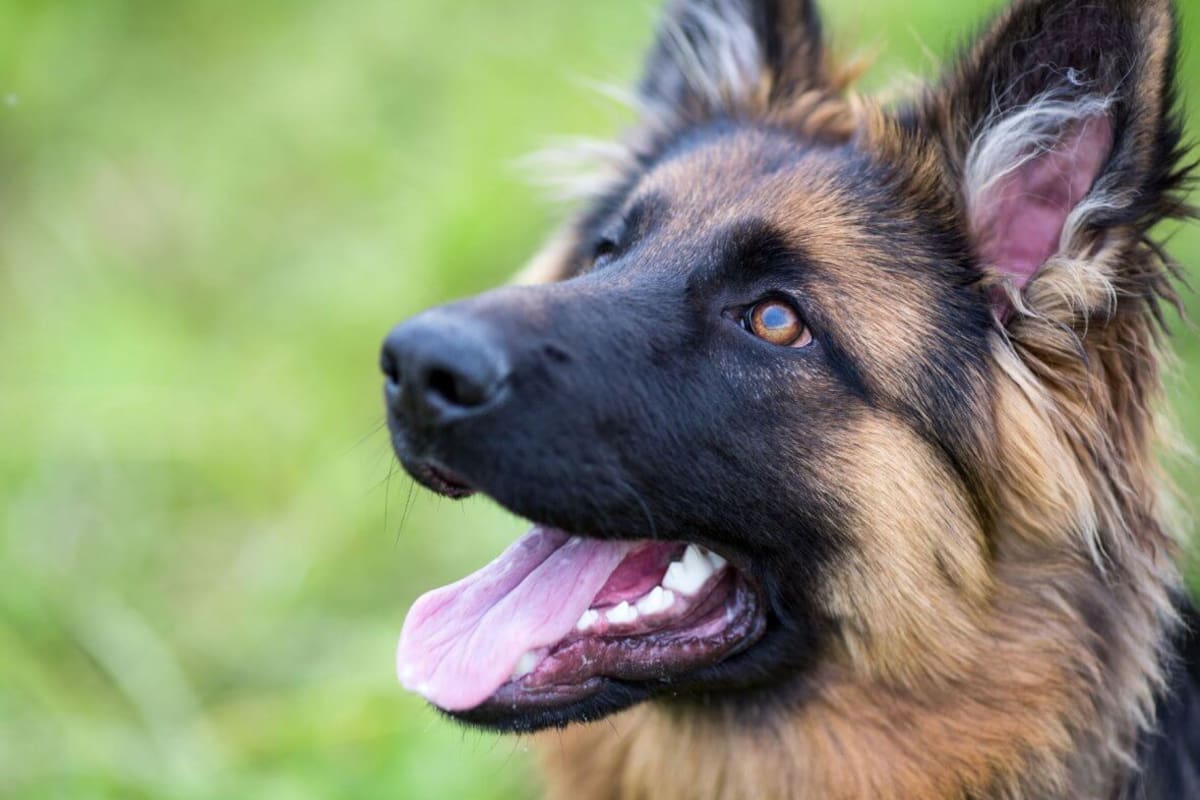 Los policías se dieron cuenta de que el perro intentaba mostrarles algo (Imagen referencial/Crédito: Happets)