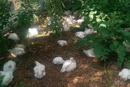 Los pollos de la granja de Roberto Mirabara
