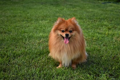 Los Pomerania se volvieron virales en redes sociales por su carácter