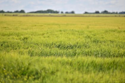 Los precios de exportación del trigo ruso bajan ante previsiones de aumento de oferta mundial