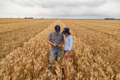 Los precios de exportación del trigo ruso suben, los volúmenes siguen por debajo de los del año pasa