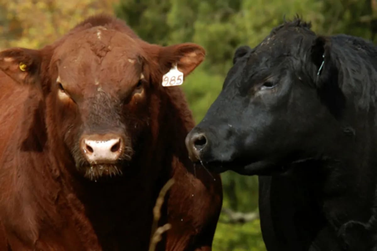 Los precios de los reproductores, vinculados a otras variables