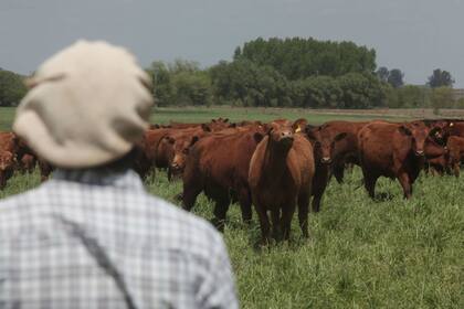 Los precios del ganado bovino cerraron 2019 con un aumento del 82%