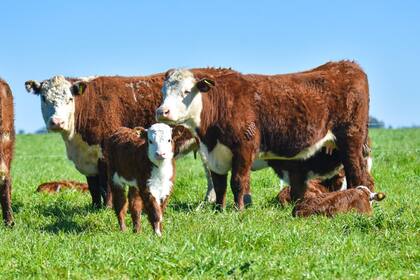 Los precios subieron en las últimos días por el aumento de precio del novillo gordo y por la tracción que realizan los compradores sobre los lotes en venta