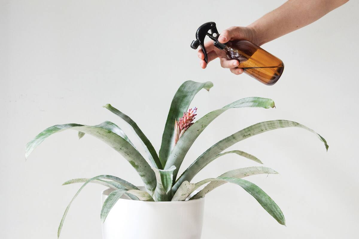 Los preparados caseros son eficaces y como son ecológicos no dañan el medio ambiente