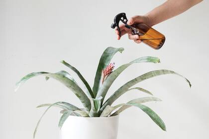 Los preparados caseros son eficaces y como son ecológicos no dañan el medio ambiente