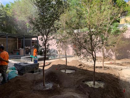 Los primeros árboles que recuperaron y plantaron en el terreno.