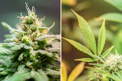 Los primeros botánicos chinos describieron al cannabis como una planta dioica, es decir, de sexos separados, de tallo erecto y hojas palmadas.