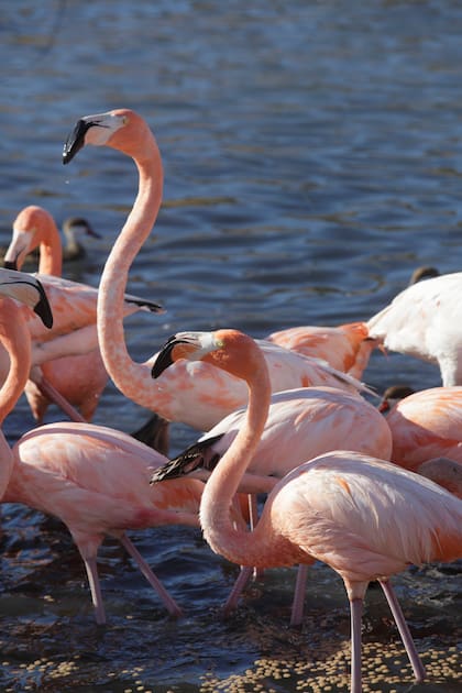 Los primeros flamencos vinieron de Camagüey, Cuba.