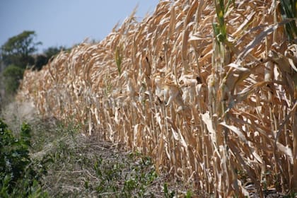Los primeros lotes de maíces tempranos recolectados dejan en evidencia rindes inferiores a los previstos